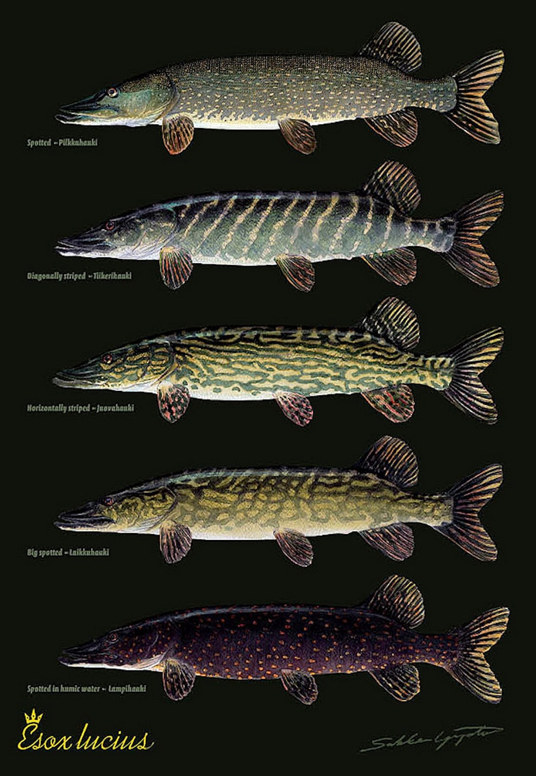 Esox lucius Linnaeus, 1758